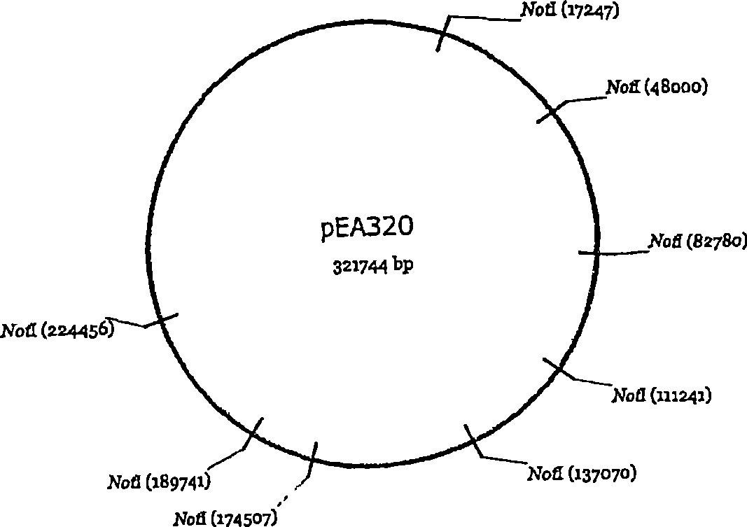 Novel plasmid autonomously replicable in enterobacteriaceae family