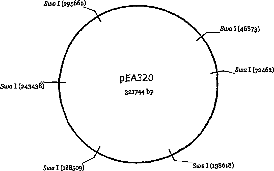 Novel plasmid autonomously replicable in enterobacteriaceae family