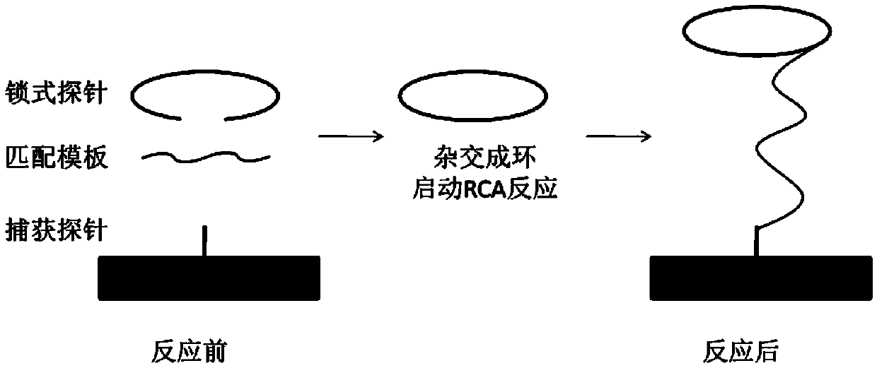 RCA (rolling circle amplification)-terahertz metamaterial biosensor for parallel detection of multiple pathogenic bacteria, and detection method of biosensor