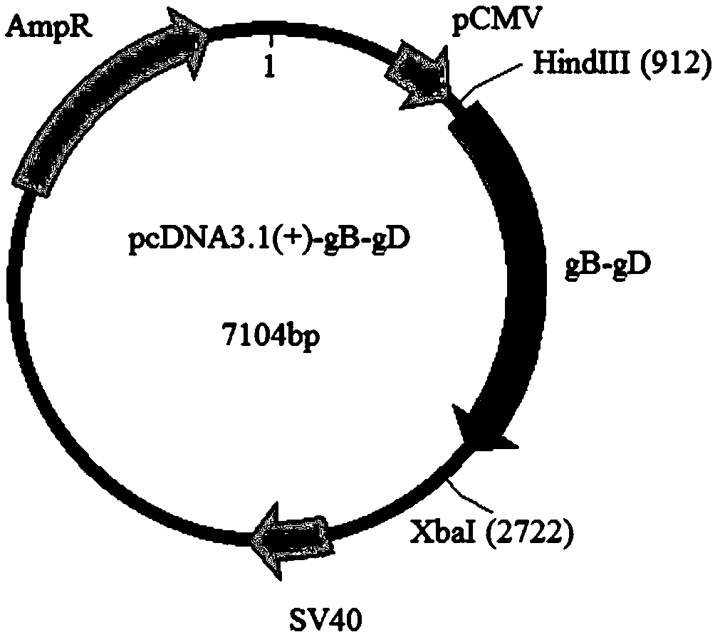 Equine herpesvirus 1 gB-gD fusion protein, recombinant vector, eukaryotic cell strain, preparation method of recombinant vector, and vaccine