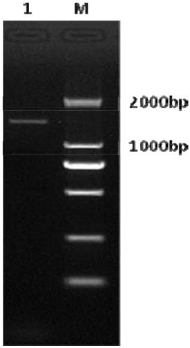 Equine herpesvirus 1 gB-gD fusion protein, recombinant vector, eukaryotic cell strain, preparation method of recombinant vector, and vaccine