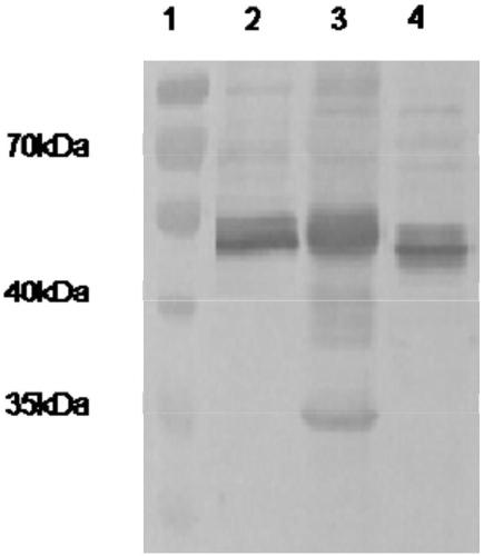 Equine herpesvirus 1 gB-gD fusion protein, recombinant vector, eukaryotic cell strain, preparation method of recombinant vector, and vaccine