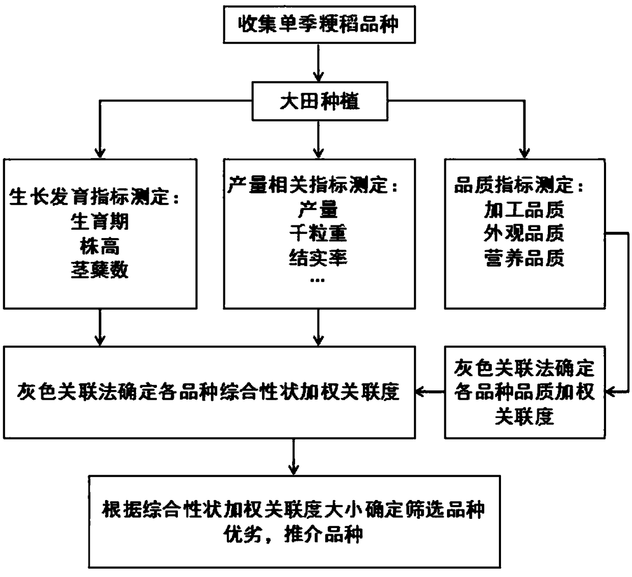 Screening and cultivation method for high-quality and high-efficiency single-season japonica rice in middle and lower reaches of the Yangtze River