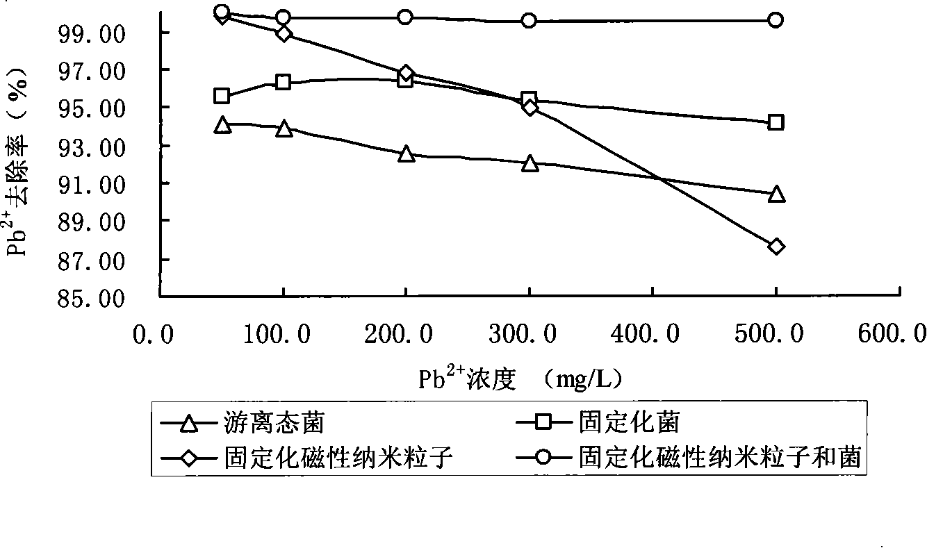 Magnetic biological adsorption agent and preparation method thereof