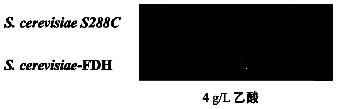 Method for improving resistance of formic acid and acetic acid in cellulose hydrolysate by utilizing formic acid dehydrogenase