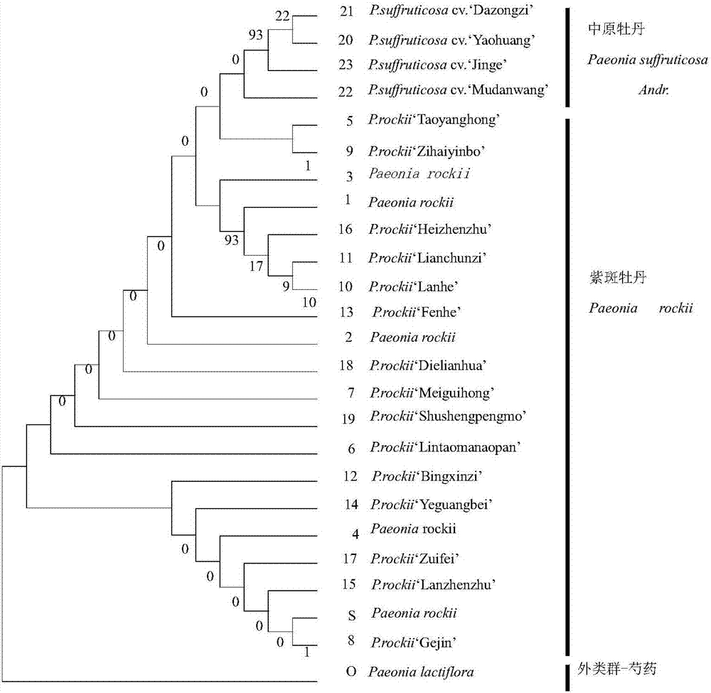 Molecular identification method used for Paeonia rockii and Paeonia cathayana