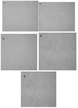 Serum-free polypeptide composition for promoting proliferation of mesenchymal stem cells