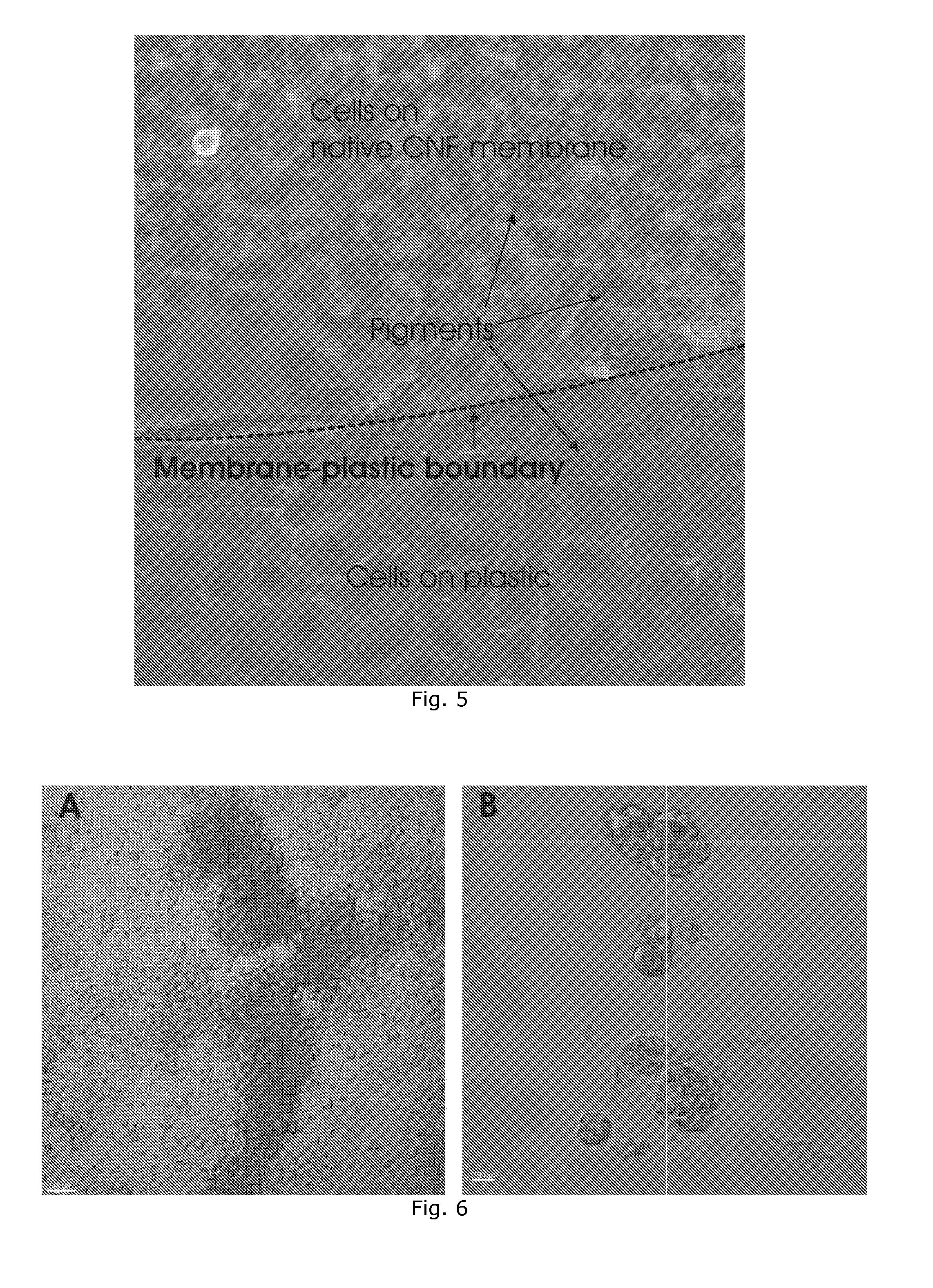 Plant derived cell culture material