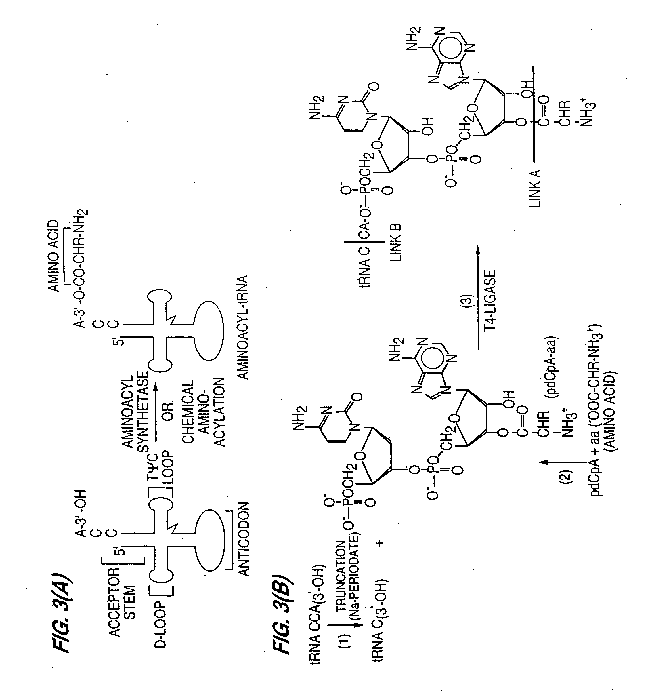 Detection of markers in nascent proteins