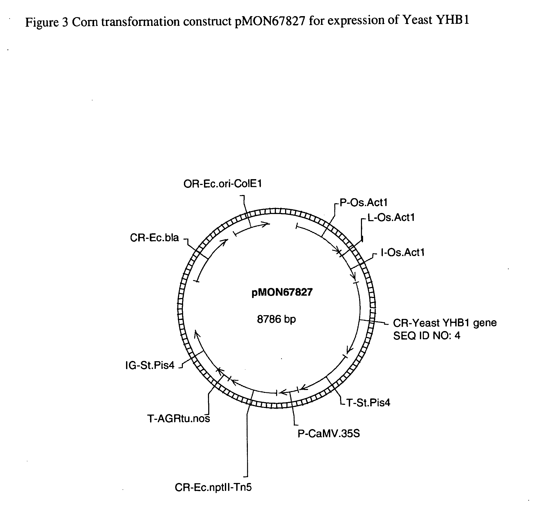 Plants containing a heterologous flavohemoglobin gene and methods of use thereof