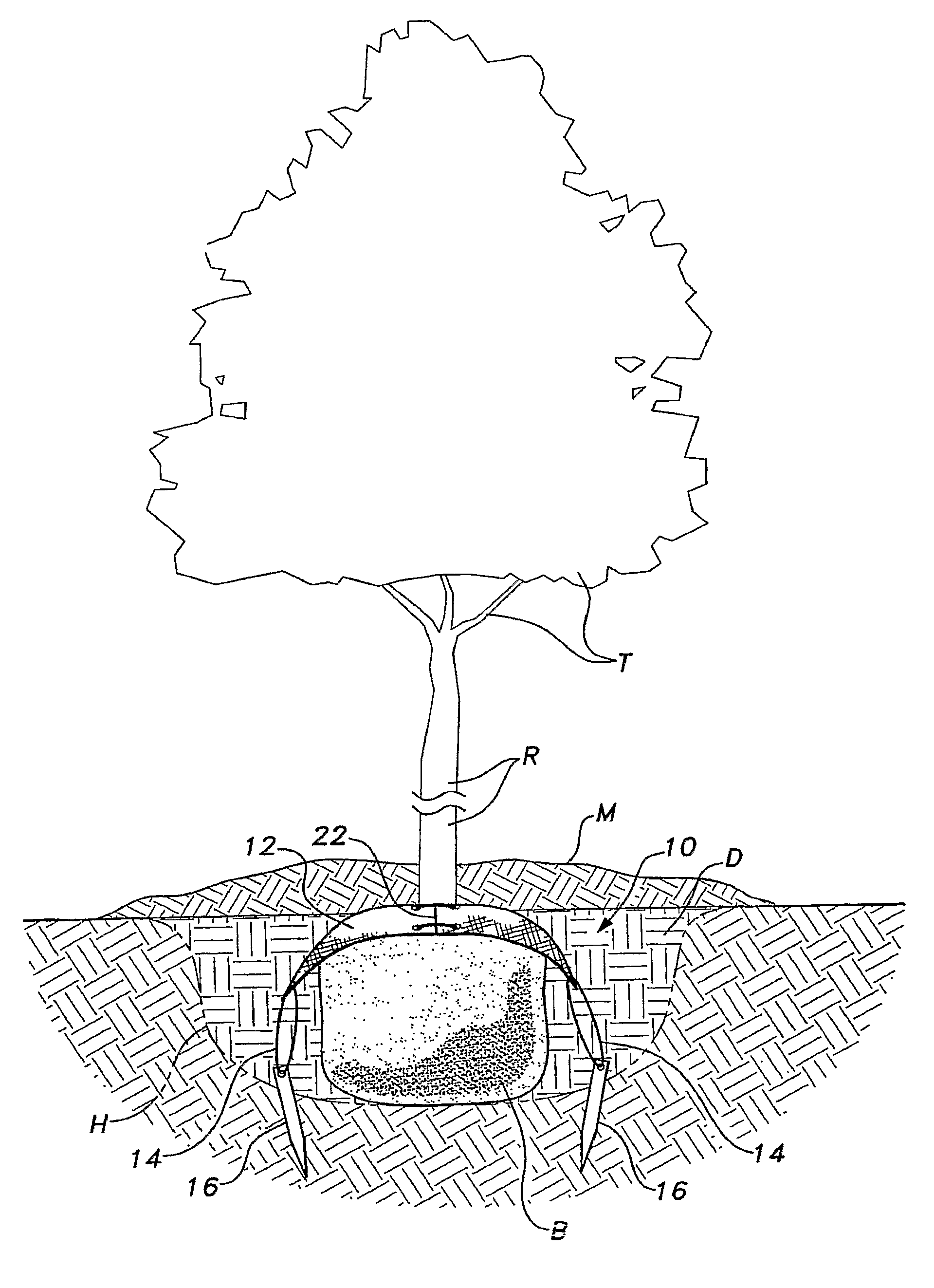 Belowground tree anchoring apparatus and method