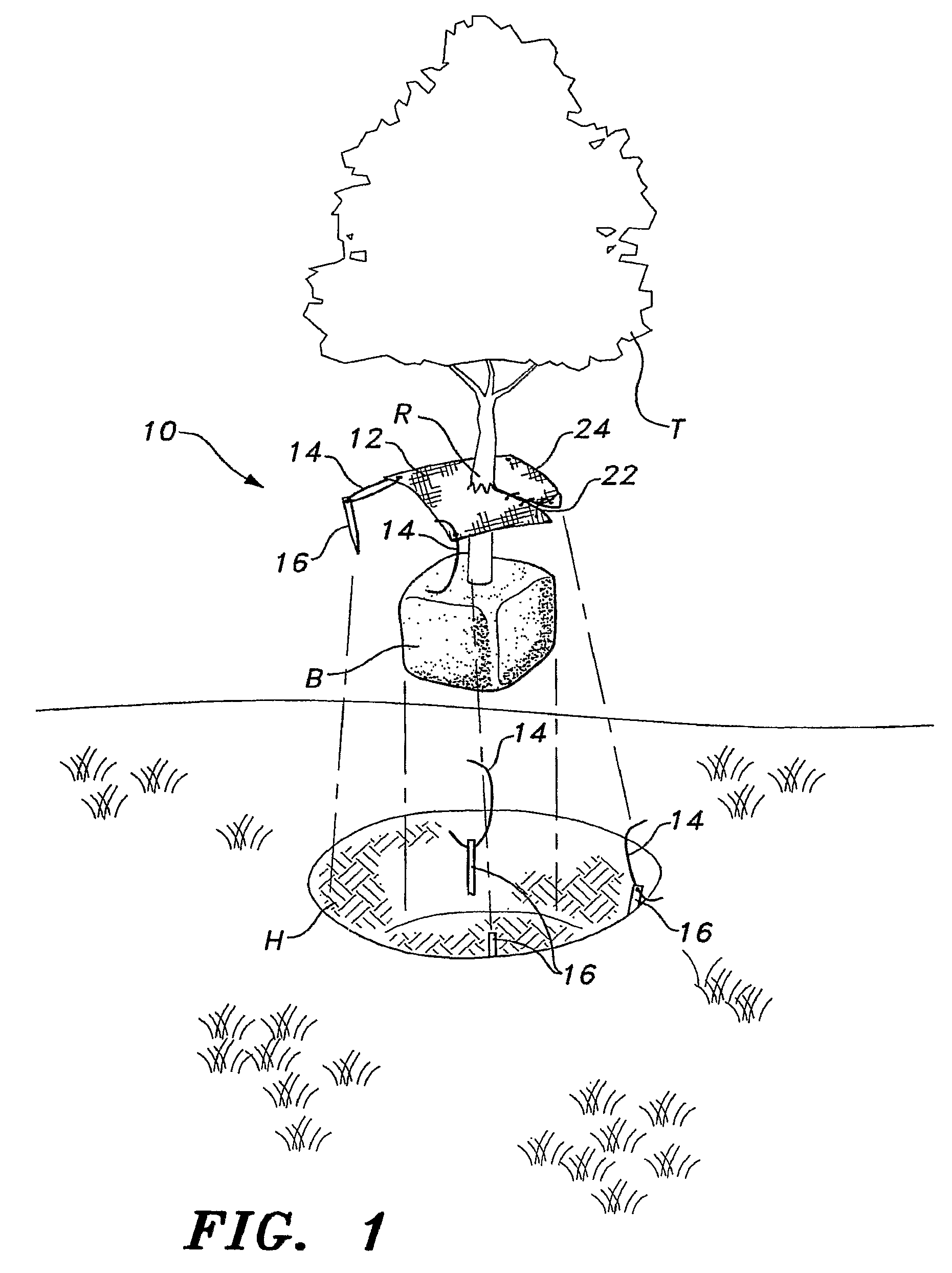 Belowground tree anchoring apparatus and method