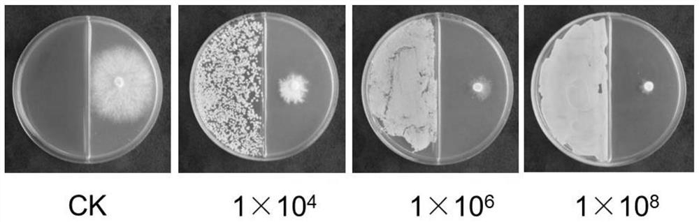 Debaryomyces hansenii strain and application in preparation of fruit fresh-keeping agent