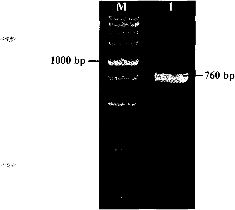 Phloem specific promoter and application thereof