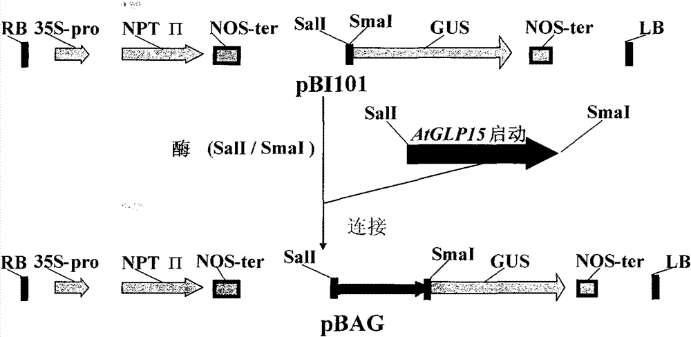 Phloem specific promoter and application thereof