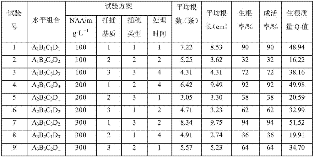 Quick cultivation method of Rosa multiflora thunb.var.cathayensis