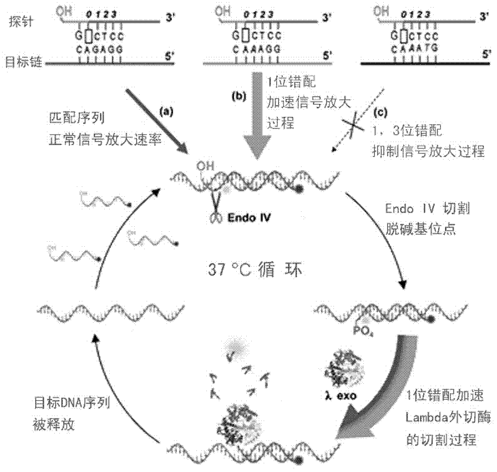 Method for specific signal amplification and detection of DNA targeted sequence