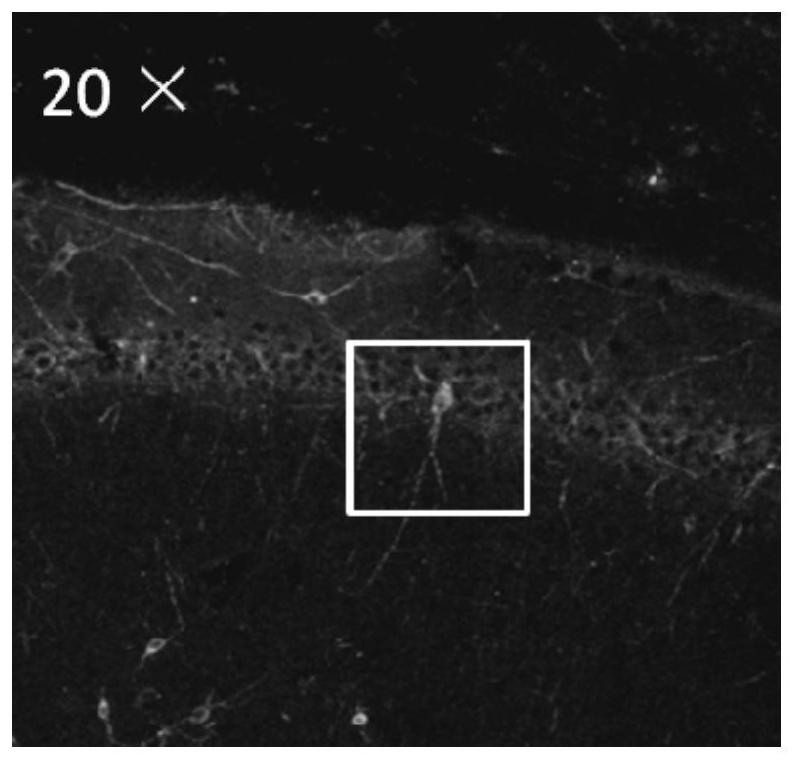 A short peptide that blocks synaptic long-term potentiation (ltp) and its application