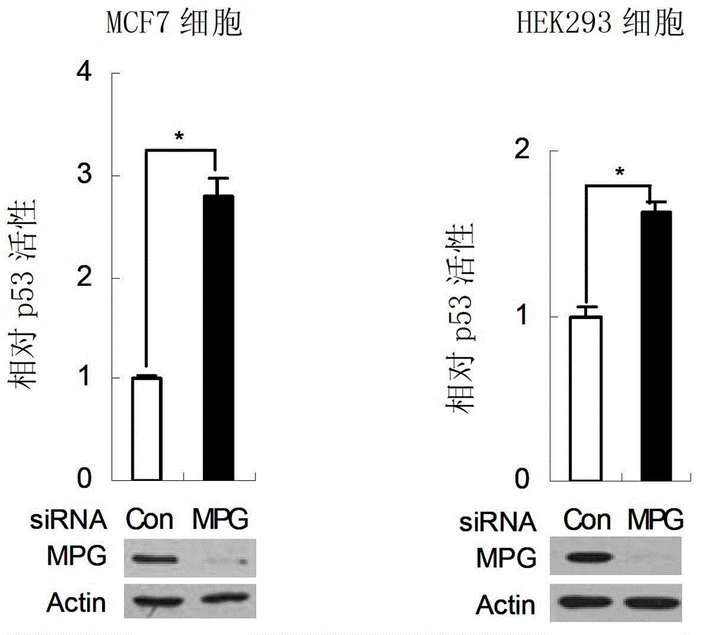 Application of mpg protein in inhibiting p53 gene transcription