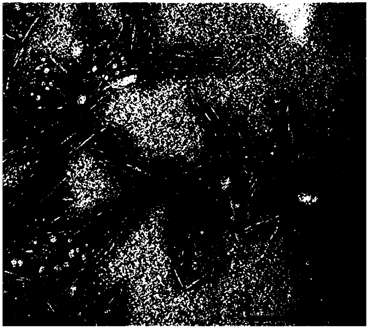 Pilot production line and process for extracting cellulose nanocrystals from biomass resources