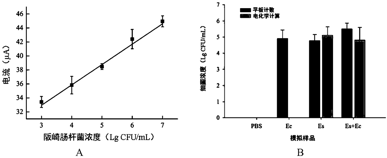 Enterobacter sakazakii phage coupled nano-magnetic beads, preparation method thereof and application