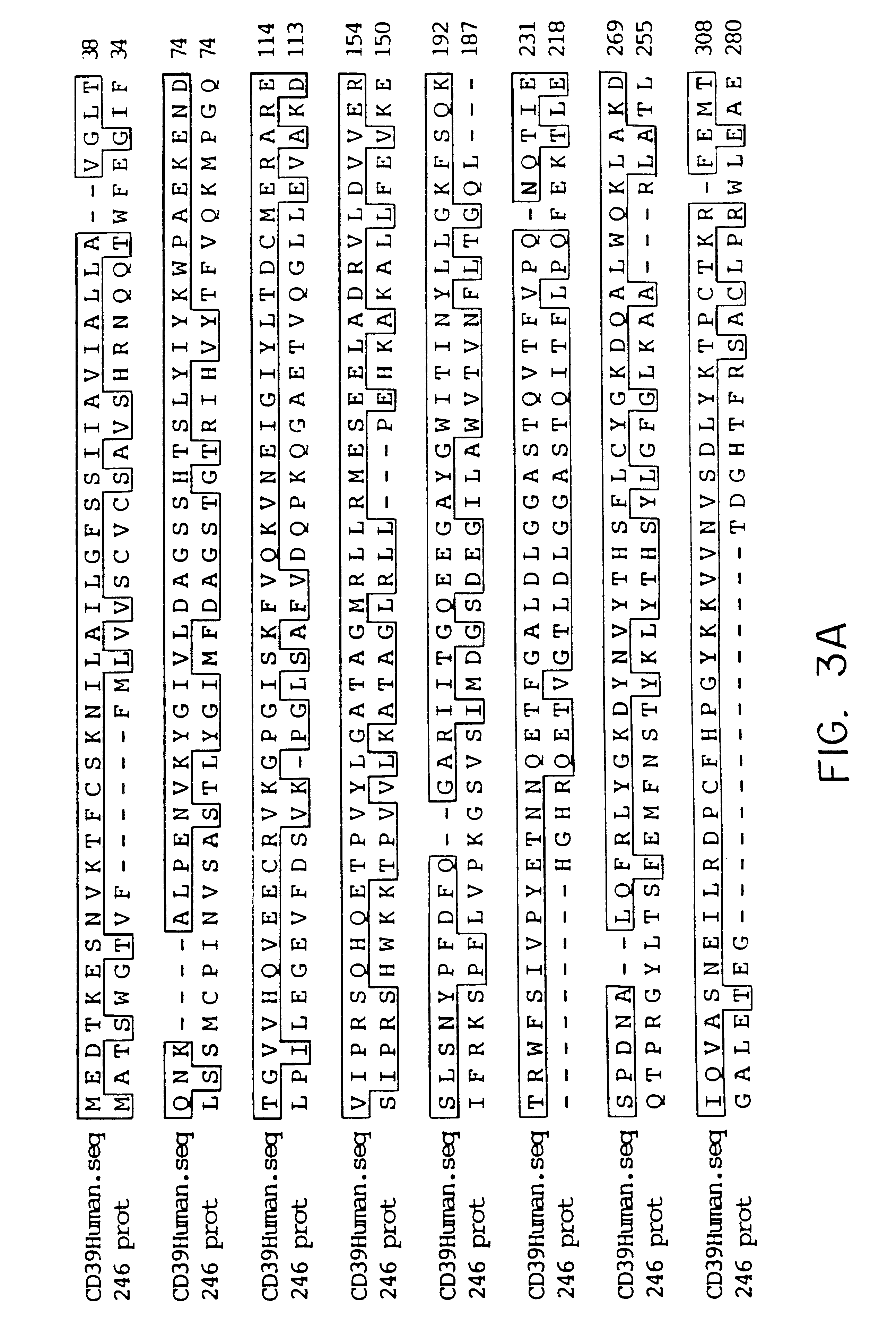 Methods and materials relating to CD39-like polypeptides