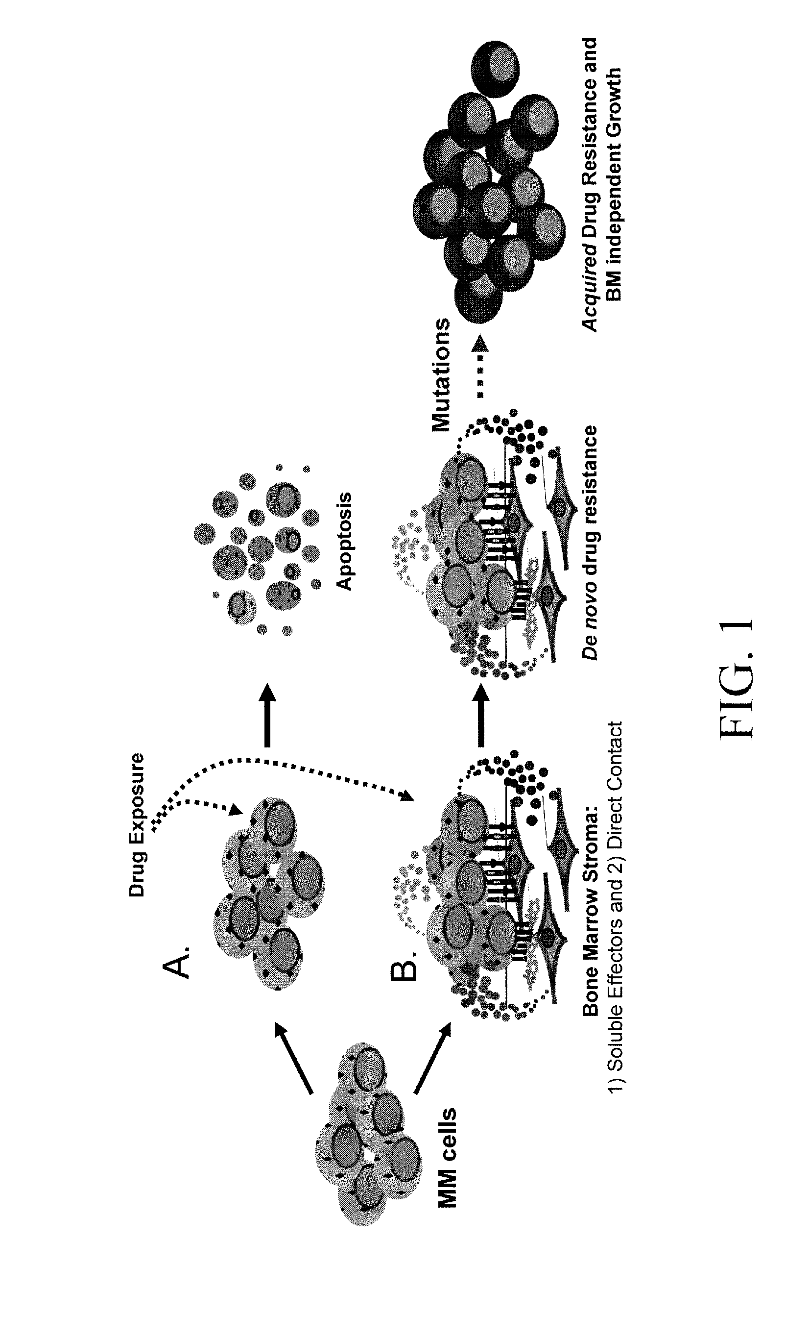 HYD1 Peptides as Anti-Cancer Agents