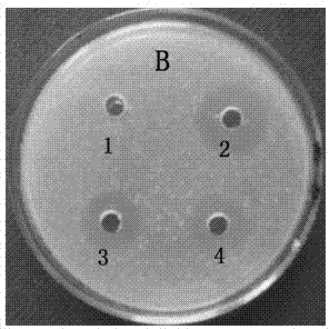 Efficient production method and application of antimicrobial peptide PR-39 of pig small intestine in pichia pastoris