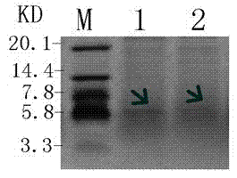 Efficient production method and application of antimicrobial peptide PR-39 of pig small intestine in pichia pastoris