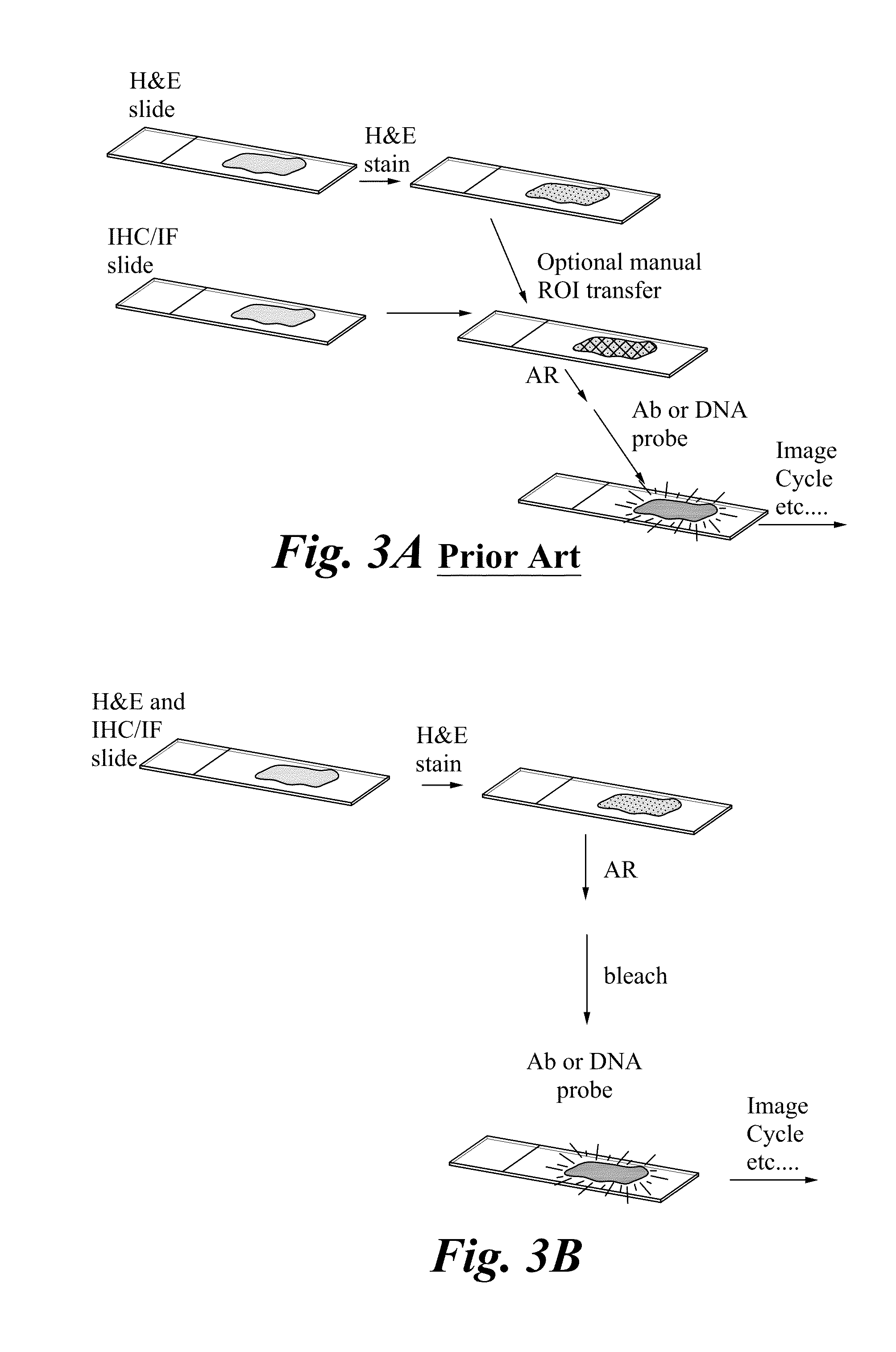 Methods of analyzing an H and E stained biological sample