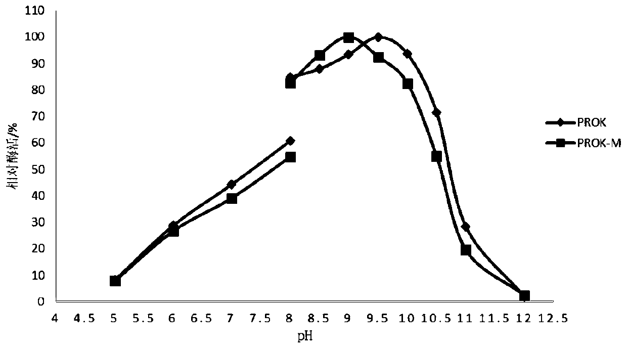 Alkaline protease mutant PROK-M with increased specific activity and thermal stability, and coding gene and applications thereof