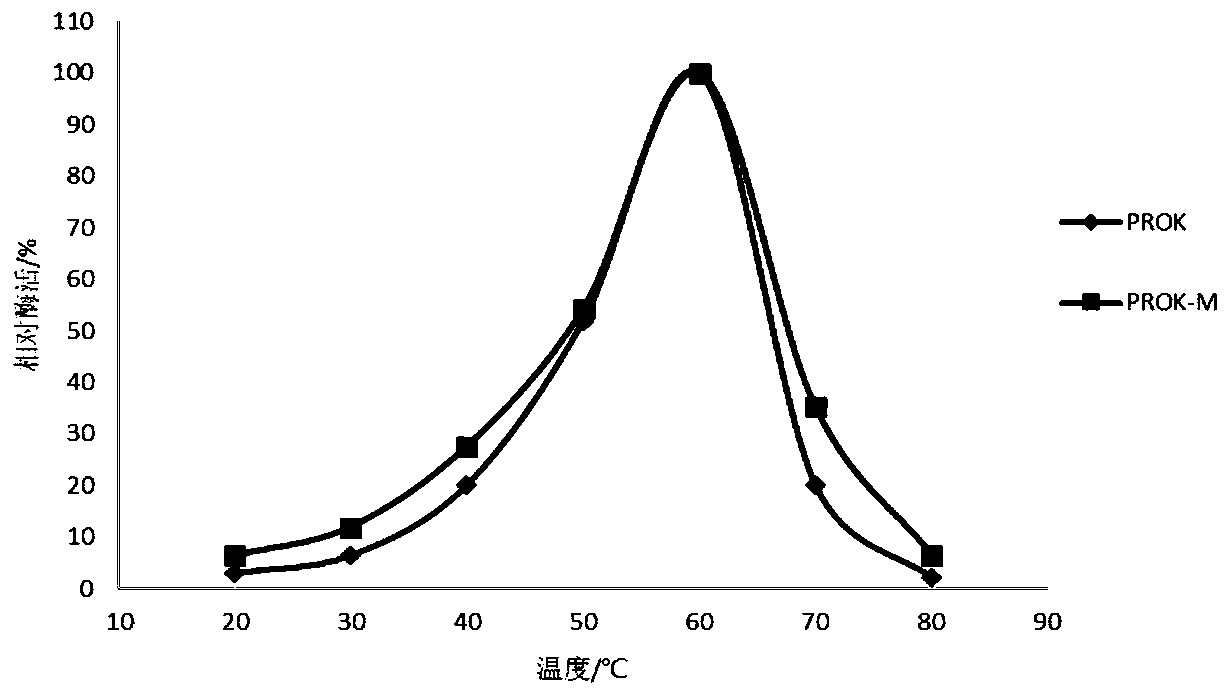 Alkaline protease mutant PROK-M with increased specific activity and thermal stability, and coding gene and applications thereof