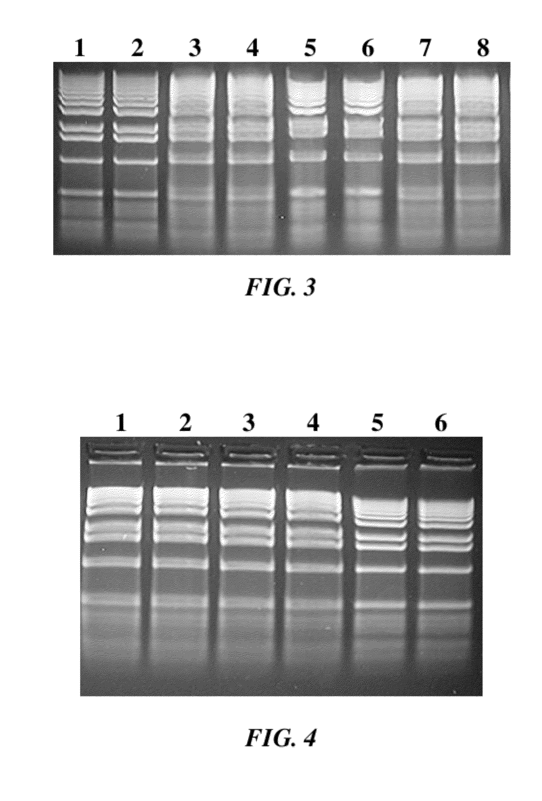 Dry compositions and methods for gel electrophoresis