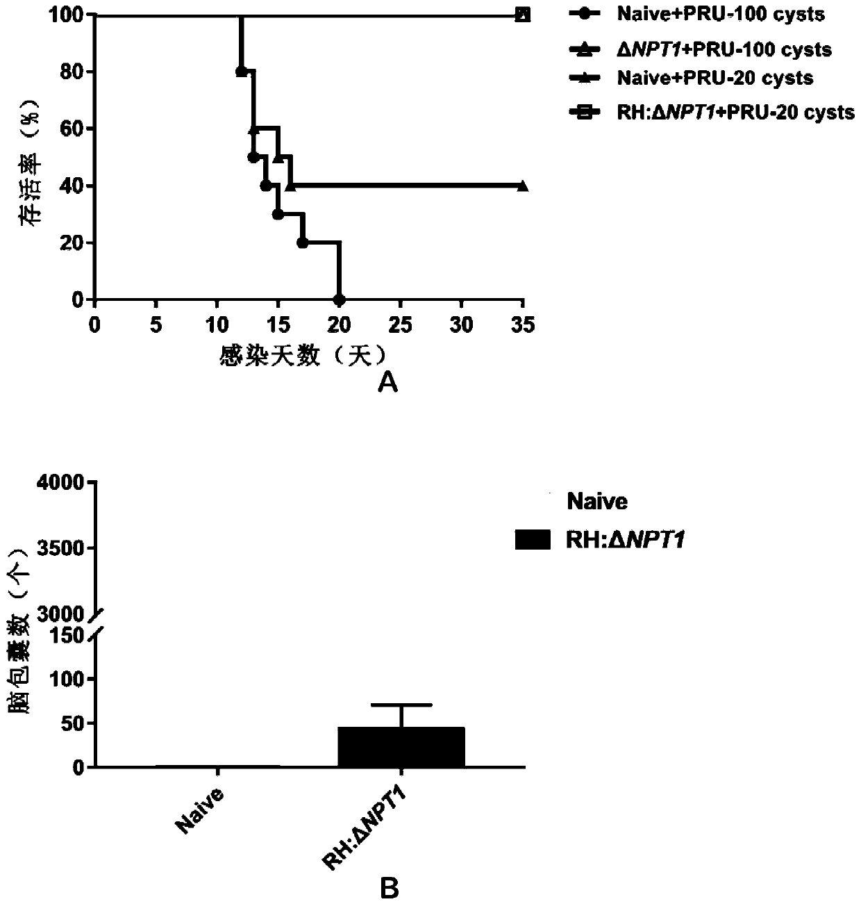 RH: delta NPT1 live attenuated vaccine for preventing toxoplasma infection and preparation method and application thereof