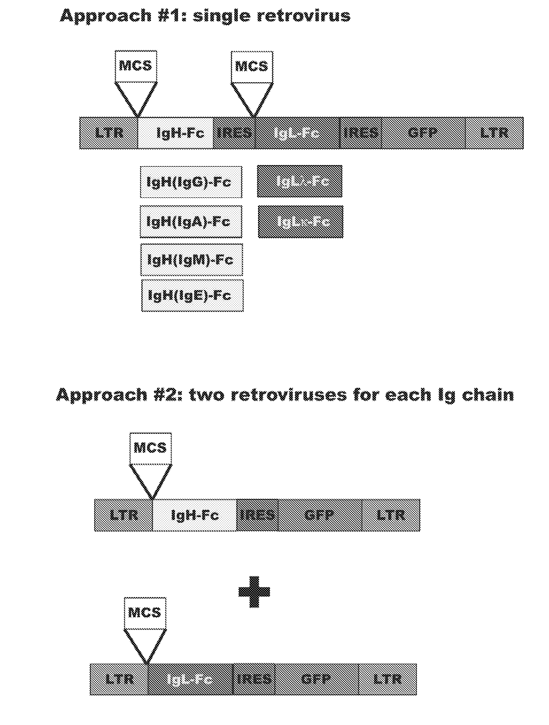 Method for Generation of Antibodies