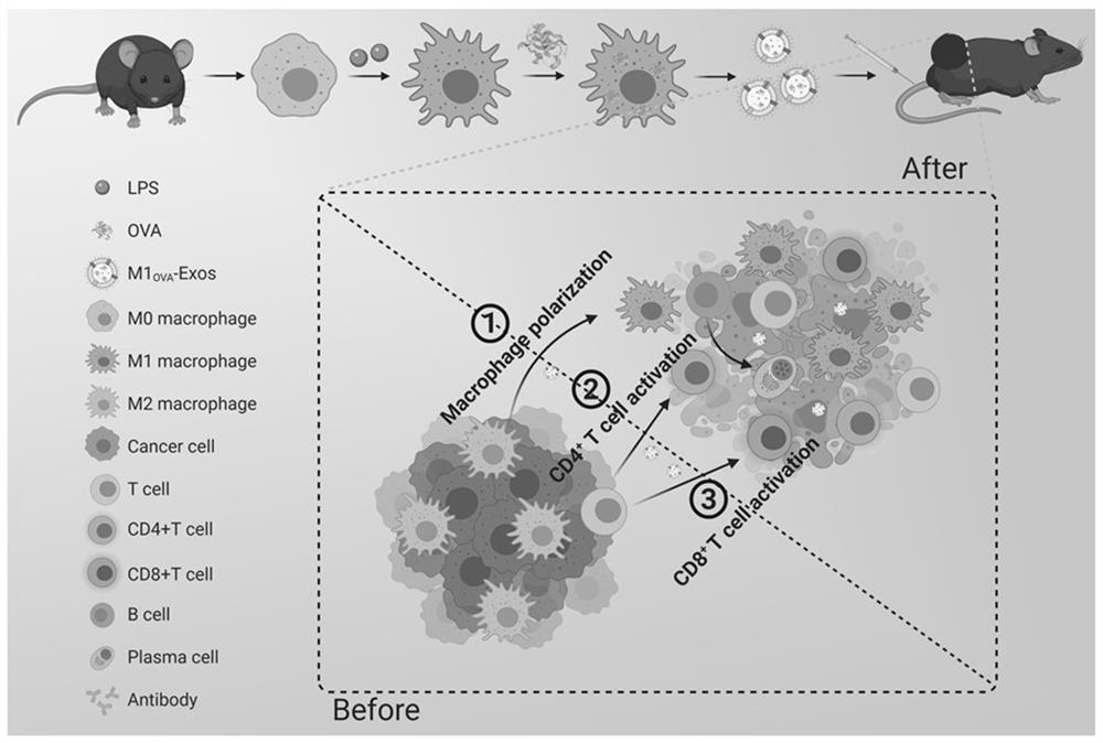 A kind of m1 macrophage exosome vaccine and its preparation method and application