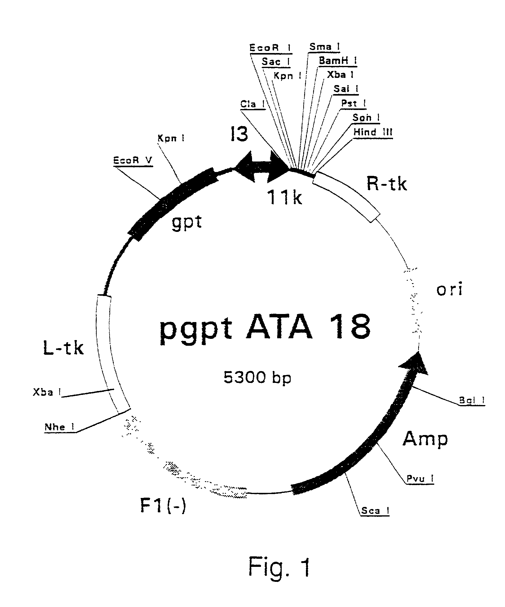 Purified hepatitis C virus envelope proteins for diagnostic and therapeutic use