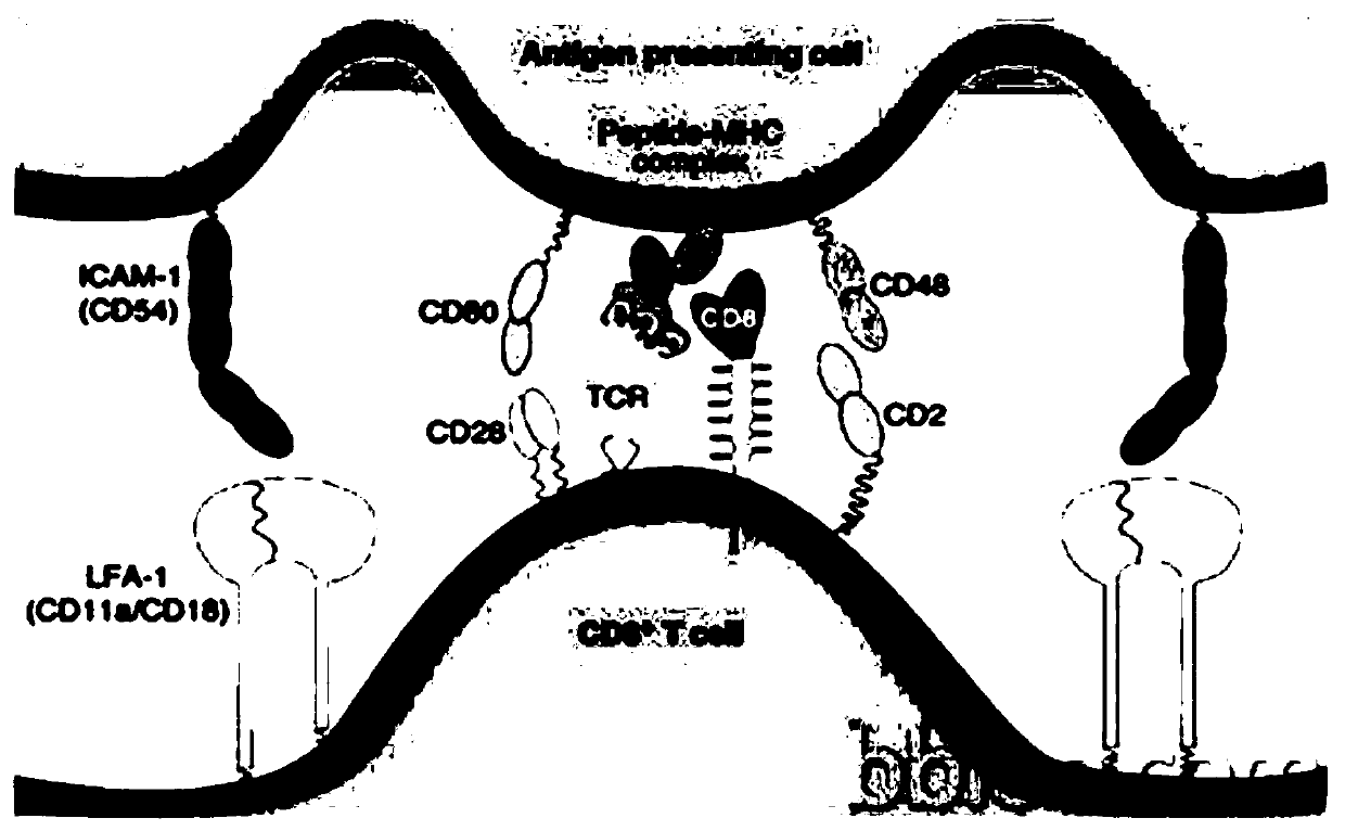 DC cells and antigen-specific T cells with high antigen presentation and their preparation methods and applications