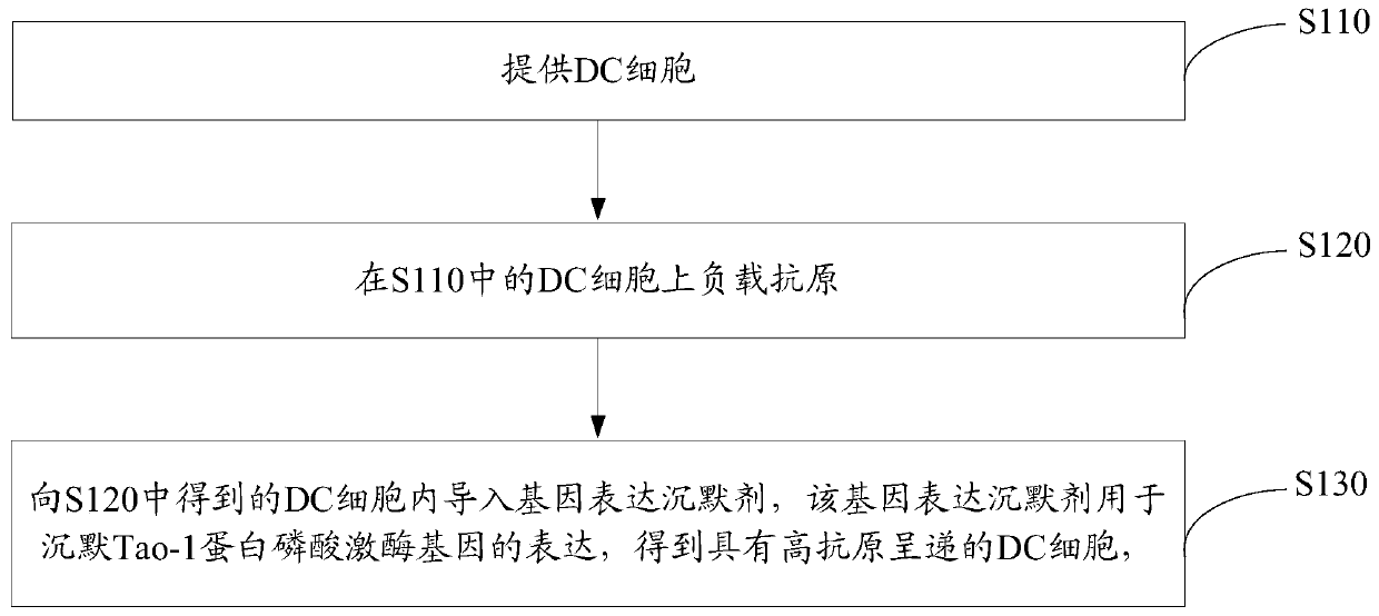 DC cells and antigen-specific T cells with high antigen presentation and their preparation methods and applications