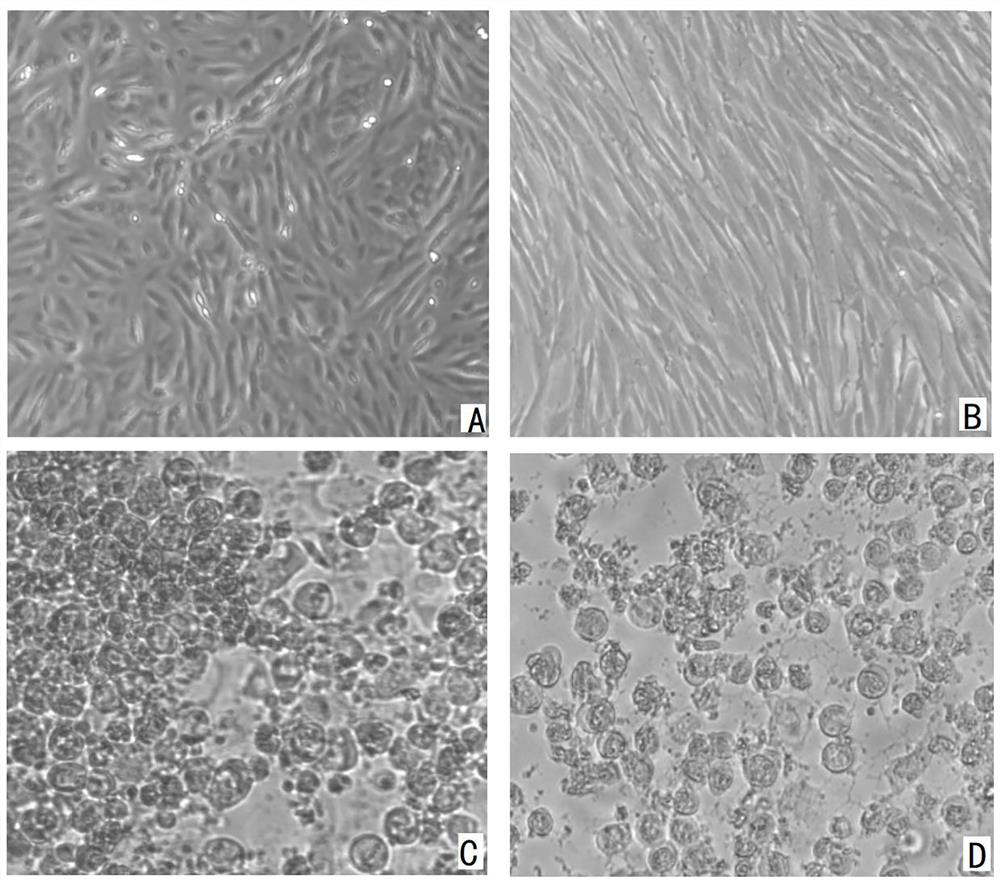 Sheep fetal skin fibroblast and separation method and application thereof