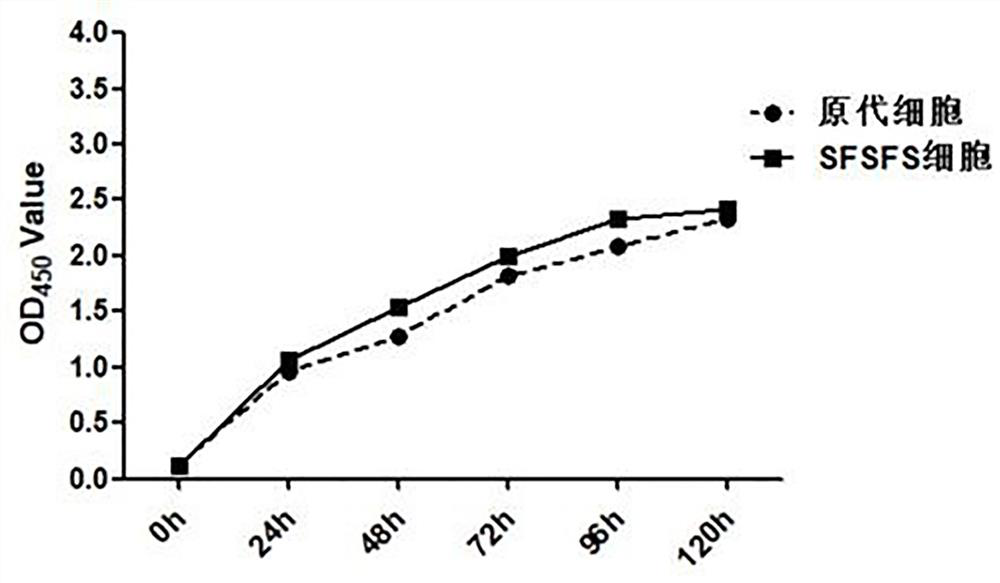 Sheep fetal skin fibroblast and separation method and application thereof