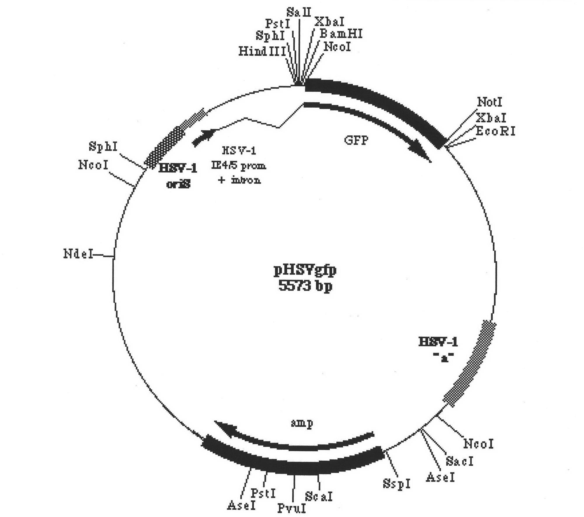 Vector system for herpes simplex virus/phiC31 integrase (HSV/phiC31) heterozygosity amplicon and preparation method of vector system