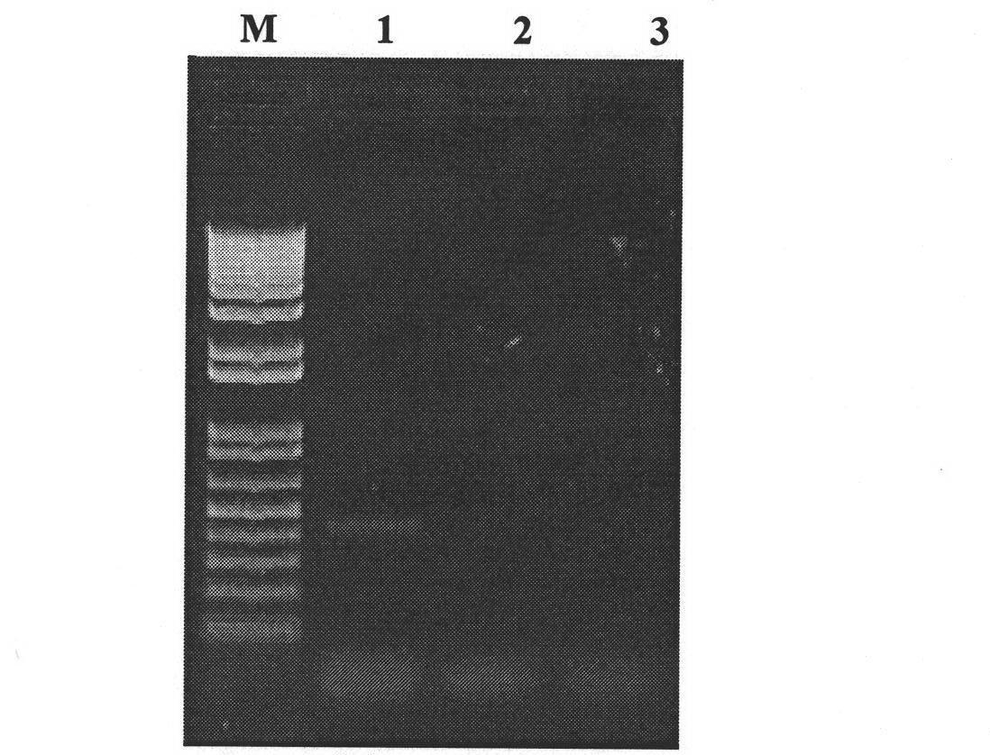 Vector system for herpes simplex virus/phiC31 integrase (HSV/phiC31) heterozygosity amplicon and preparation method of vector system