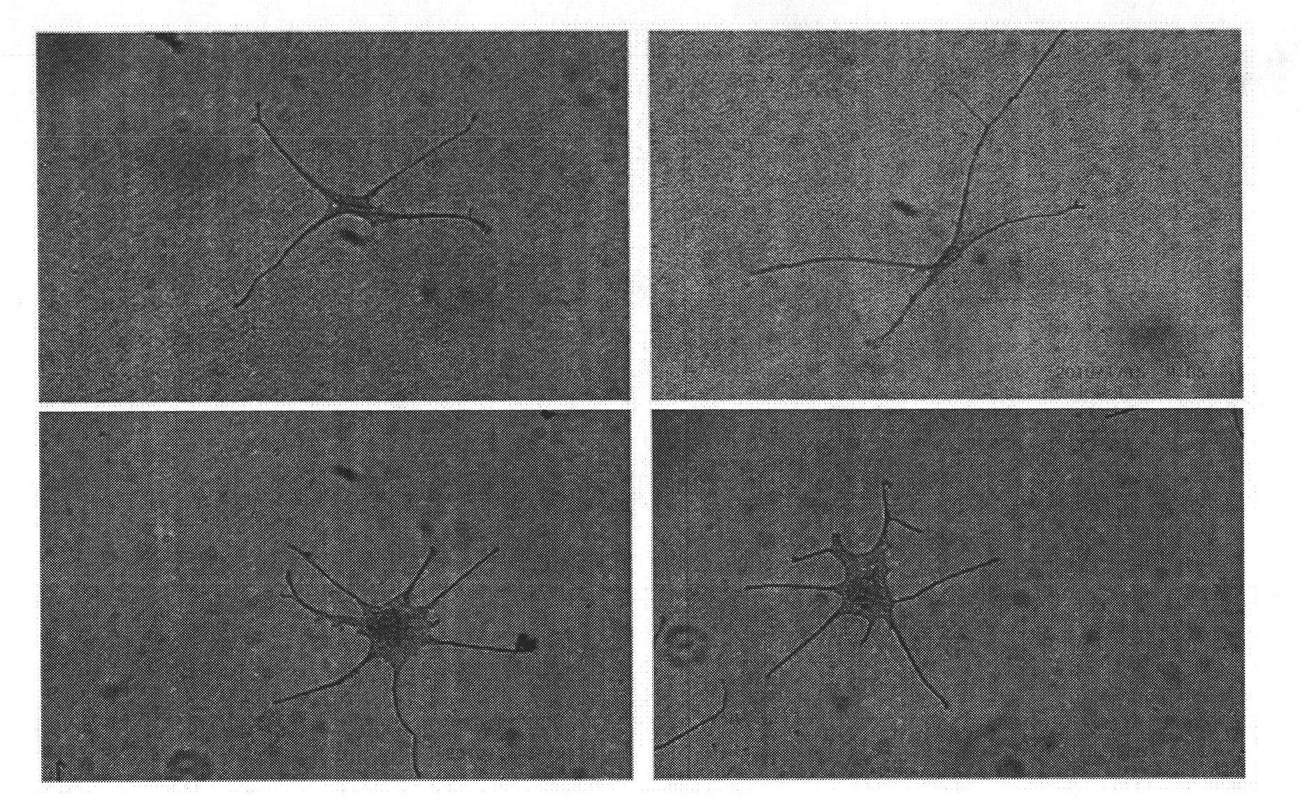 Infrared-ultraviolet composite therapeutic apparatus