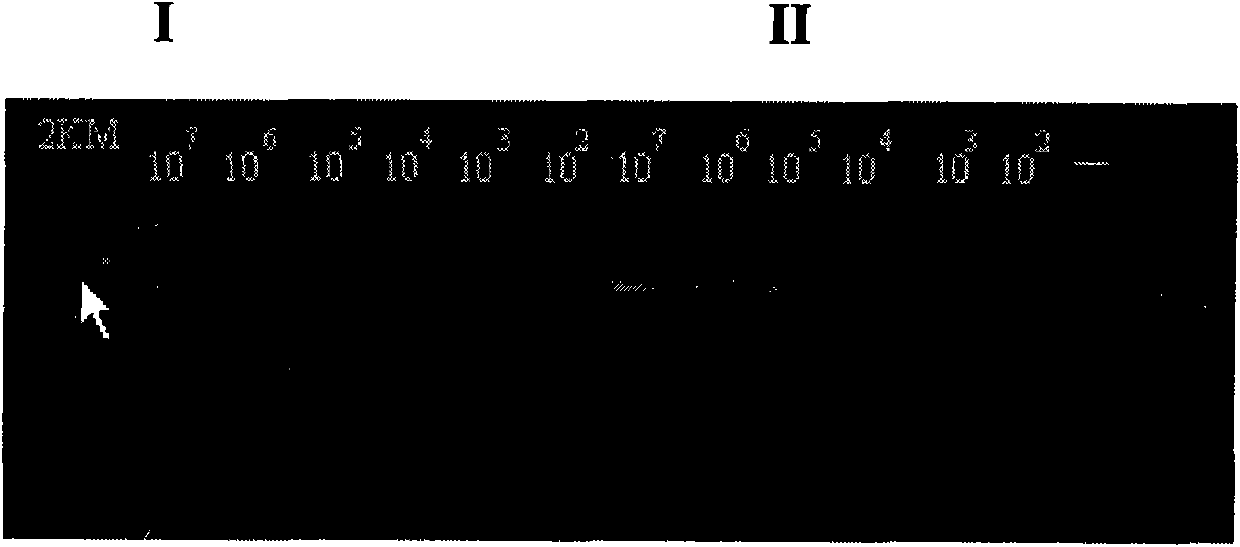 Kit for detecting hepatitis B virus cccDNA (Deoxyribonucleic Acid) through fluorescent quantification PCR (Polymerase Chain Reaction) of rolling cycle augmentation spanned notch