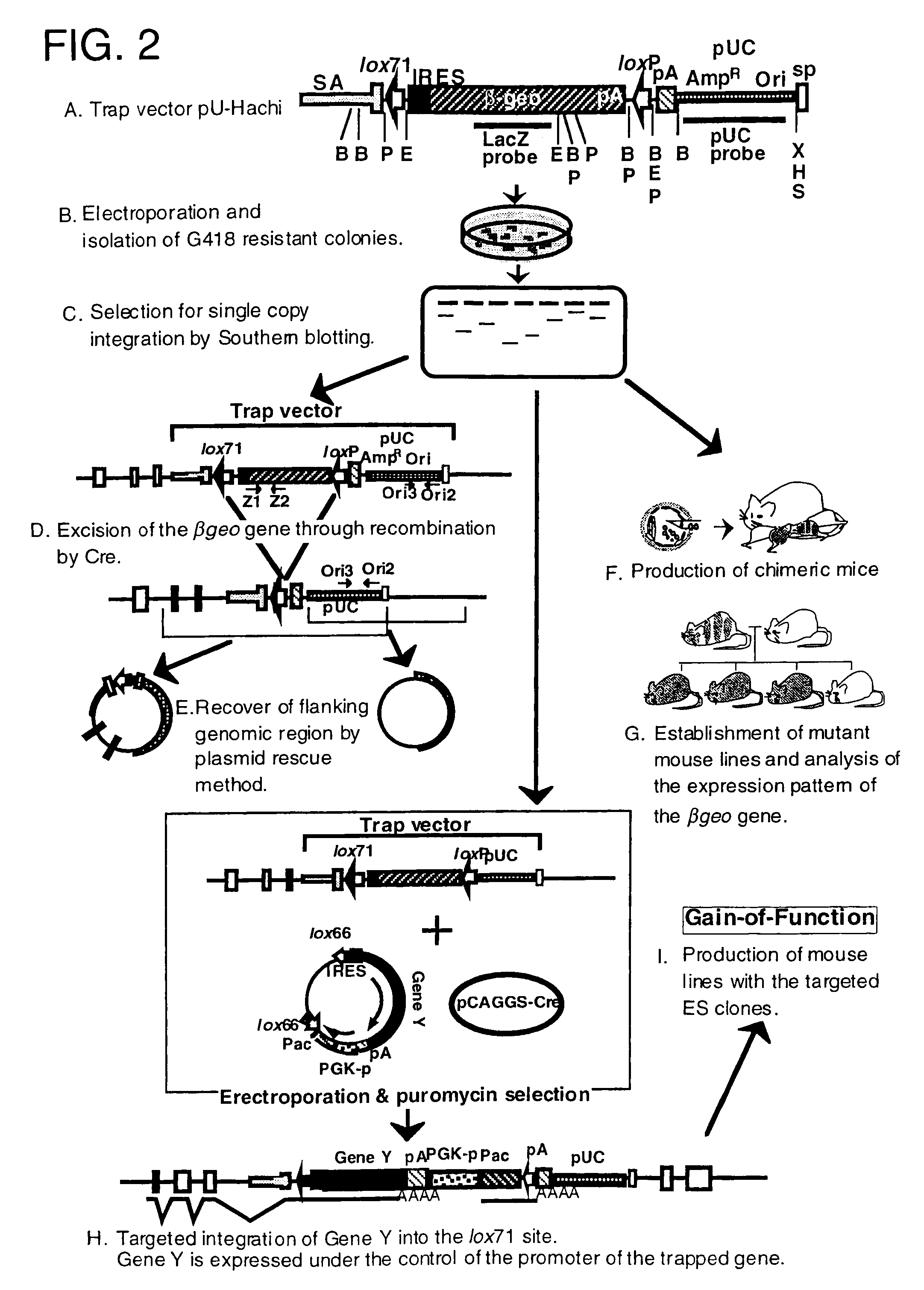 Trap vectors and gene trapping by using the same