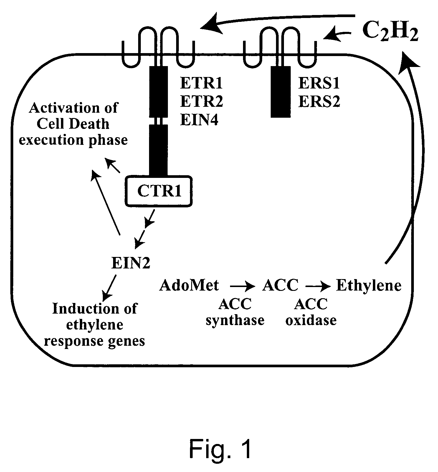 Engineering single-gene-controlled staygreen potential into plants utilizing ACC synthase from maize