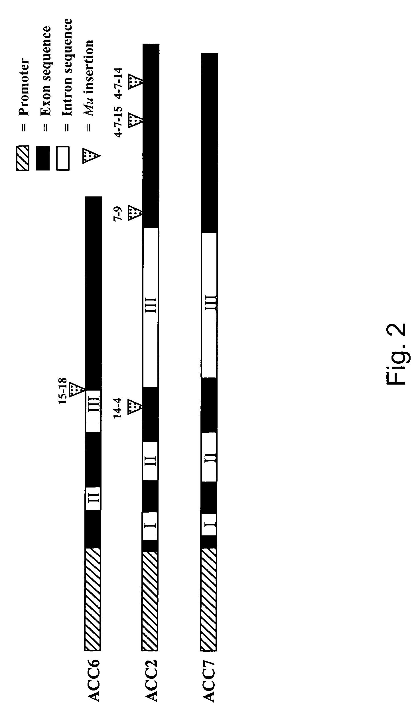 Engineering single-gene-controlled staygreen potential into plants utilizing ACC synthase from maize