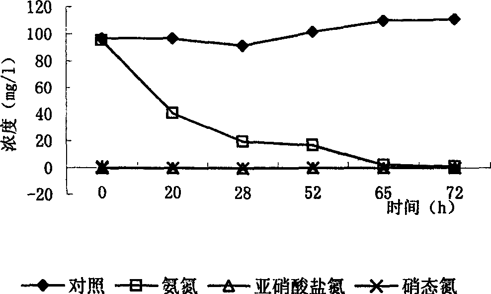 Acinetobacter for denitrification and decomposing ammonia in wastewater