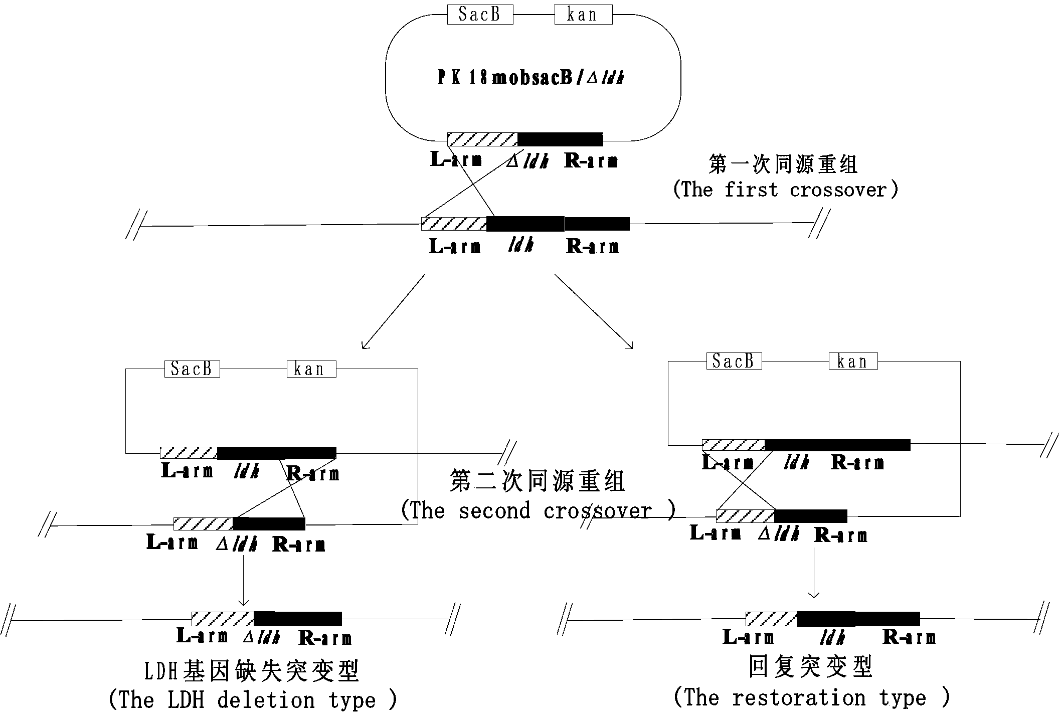 Corynebacterium glutamicum engineering bacterium for highly producing succinic acid and building method thereof